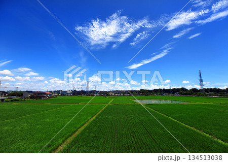 田園の広がる海老名の四季の風景 134513038