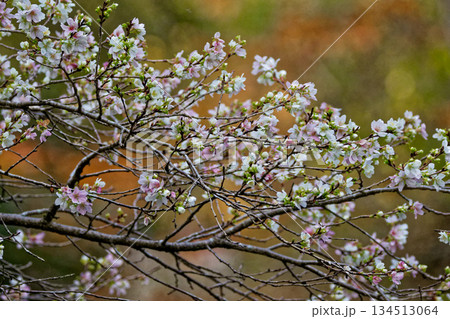 バラ科サクラ属シキザクラ満開 134513064