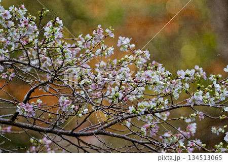 バラ科サクラ属シキザクラ満開 バラ科サクラ属シキザクラ満開 134513065