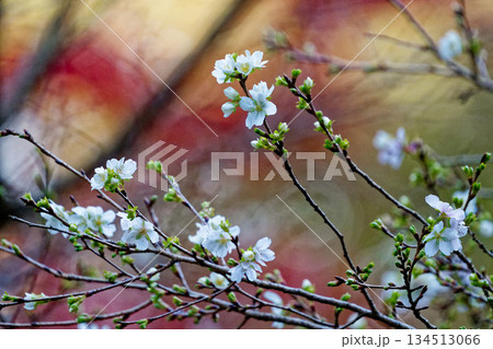 バラ科サクラ属シキザクラ満開 134513066