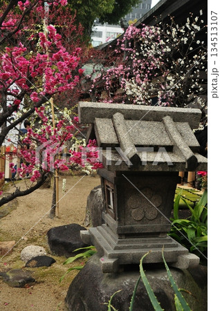 灯籠に紅白の梅 灯籠に紅白の梅 134513107