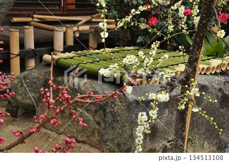 井戸に紅梅、白梅 井戸に紅梅、白梅 134513108