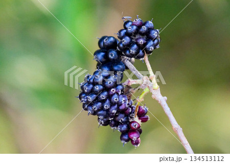 ウコギ科ケヤマウコギの黒い果実 ウコギ科ケヤマウコギの黒い果実 134513112
