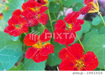 赤い花 赤い花 134513318