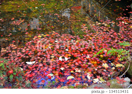 大雄山最乗寺の紅葉風景 大雄山最乗寺の紅葉風景 134513431