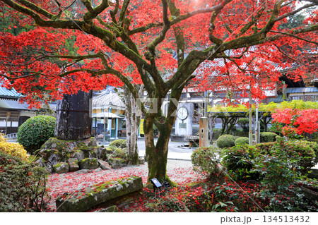 大雄山最乗寺の紅葉風景 大雄山最乗寺の紅葉風景 134513432