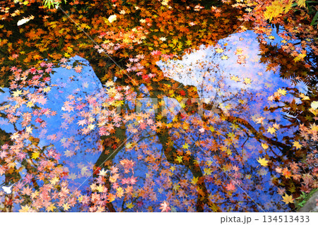 大雄山最乗寺の紅葉風景 大雄山最乗寺の紅葉風景 134513433