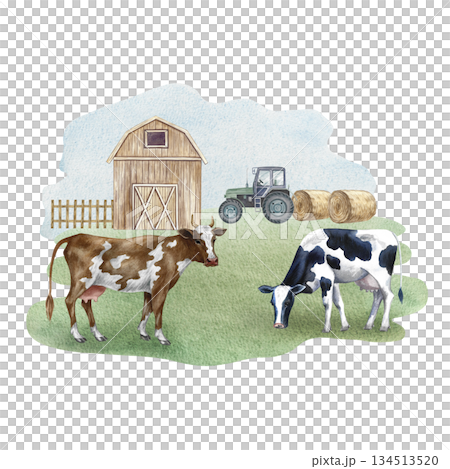 Farmyard. Hand-drawn watercolor illustration. Grazing cows on a farm. Concept of the livestock industry. Design element for banners, labels, postcards, and more. Farmyard. Hand-drawn watercolor illustration. Grazing cows on a farm. Concept of the livestock industry. Design element for banners, labels, postcards, and more. 134513520
