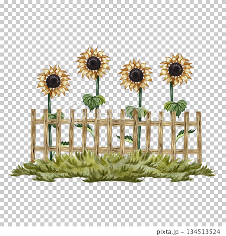 Growing sunflowers near a wooden fence. Watercolor illustration. For design solutions, postcards, labels, and packaging. For banners, posters, and more. Growing sunflowers near a wooden fence. Watercolor illustration. For design solutions, postcards, labels, and packaging. For banners, posters, and more. 134513524