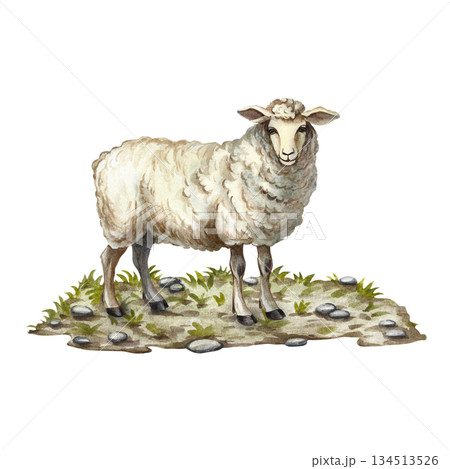 A sheep standing on the ground. Hand-drawn watercolor illustration. Perfect for livestock farms or agricultural projects. Also suitable for labels, packaging, banners, and more. 134513526
