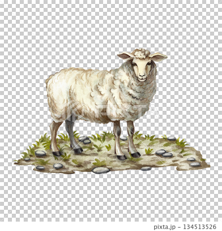 A sheep standing on the ground. Hand-drawn watercolor illustration. Perfect for livestock farms or agricultural projects. Also suitable for labels, packaging, banners, and more. A sheep standing on the ground. Hand-drawn watercolor illustration. Perfect for livestock farms or agricultural projects. Also suitable for labels, packaging, banners, and more. 134513526