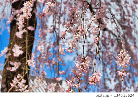 京都 法金剛院 美しい桜(京都府京都市右京区) 京都 法金剛院 美しい桜(京都府京都市右京区) 134513624