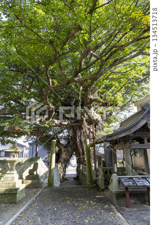 長崎県新上五島町奈良尾郷にある奈良尾神社とアコウ（国指定天然記念物）の大樹 134513718