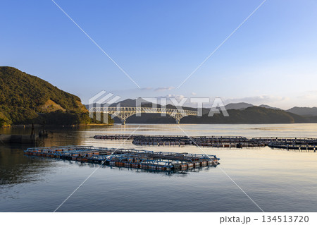 朝日に照らされる長崎県新上五島町の若松大橋と養殖いかだ 134513720
