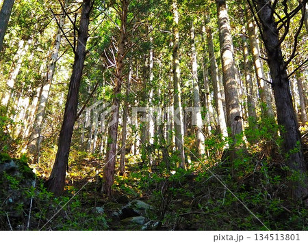 川苔山の山中 川苔山の山中 134513801
