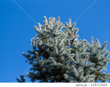 青空背景のコロラドトウヒ 134513829