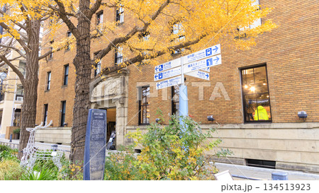 黄葉した銀杏並木 134513923