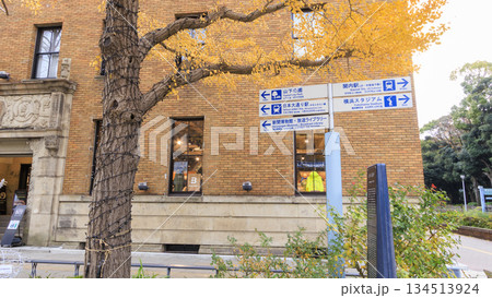 黄葉した銀杏並木 黄葉した銀杏並木 134513924