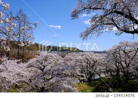 青空に映える満開の桜　【相模原市津久井　4月】 134514076