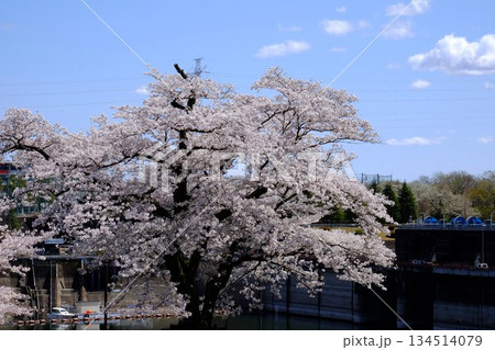 ダムサイトに咲く桜 【相模原市津久井 4月】 ダムサイトに咲く桜 【相模原市津久井 4月】 134514079