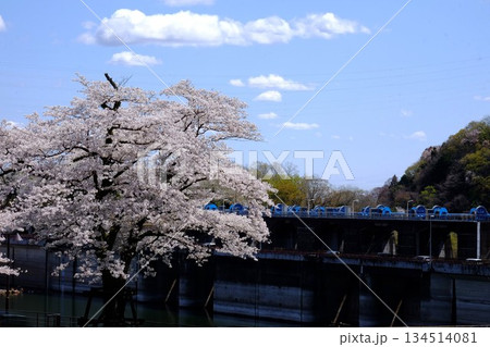 満開の桜と城山ダム　【相模原市津久井　4月】 134514081