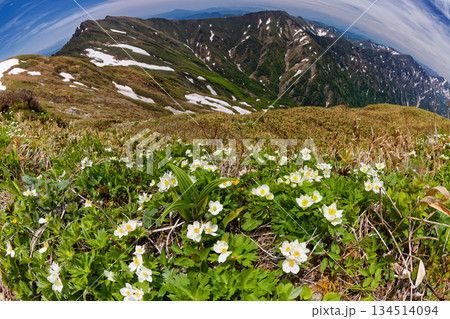 ハクサンイチゲの花と一ノ倉岳・谷川岳・上越国境の山並み(魚眼レンズ撮影) ハクサンイチゲの花と一ノ倉岳・谷川岳・上越国境の山並み(魚眼レンズ撮影) 134514094