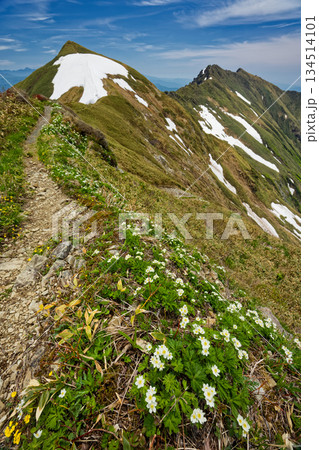 ハクサンイチゲ咲く茂倉岳の縦走路と一ノ倉岳・谷川岳の眺め 134514101