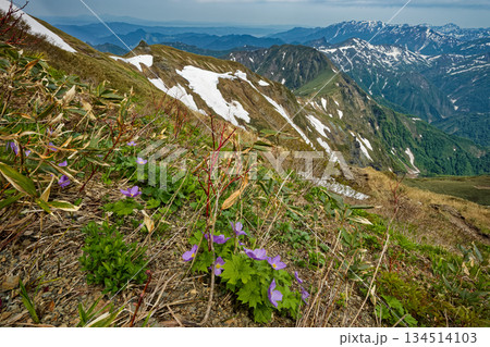 谷川連峰・茂倉岳のシラネアオイと武能岳・巻機山の眺め 134514103