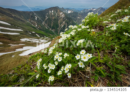 谷川連峰・茂倉岳のハクサンイチゲの花と上越国境稜線の山並み 谷川連峰・茂倉岳のハクサンイチゲの花と上越国境稜線の山並み 134514105