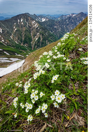 谷川連峰・茂倉岳のハクサンイチゲの花と上越国境稜線の山並み 134514106