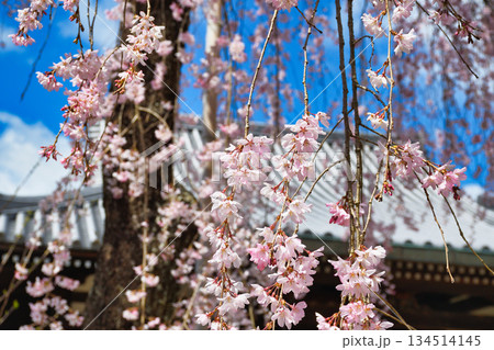 京都　法金剛院　美しい桜（京都府京都市右京区） 134514145