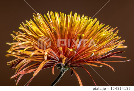 Low Angle View of Orange Spider Chrysanthemum Against Brown Background 134514155