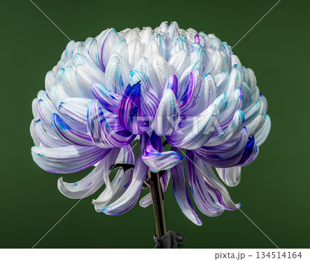 Unique white chrysanthemum flower with vivid blue and purple stripes Unique white chrysanthemum flower with vivid blue and purple stripes 134514164