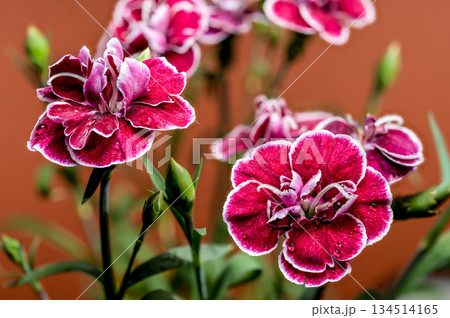 Vibrant crimson and pink carnation flowers on a warm terracotta background Vibrant crimson and pink carnation flowers on a warm terracotta background 134514165