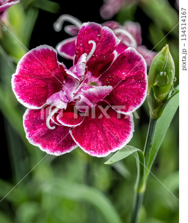 Dramatic deep crimson and pink carnations against a solid black background Dramatic deep crimson and pink carnations against a solid black background 134514167