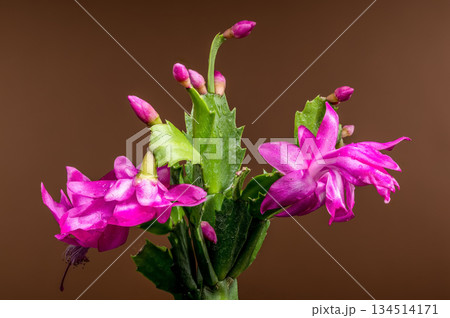 Vibrant Christmas Cactus Blooms and Buds on Brown Earthy Background Vibrant Christmas Cactus Blooms and Buds on Brown Earthy Background 134514171