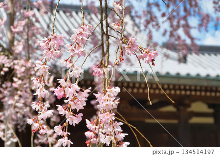 京都 法金剛院 美しい桜(京都府京都市右京区) 京都 法金剛院 美しい桜(京都府京都市右京区) 134514197