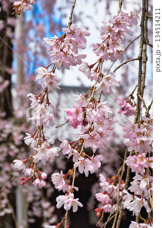 京都 法金剛院 美しい桜(京都府京都市右京区) 京都 法金剛院 美しい桜(京都府京都市右京区) 134514211