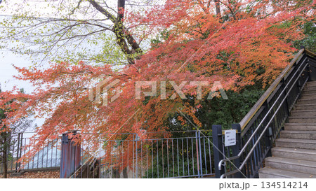 港の見える丘公んの紅葉 134514214