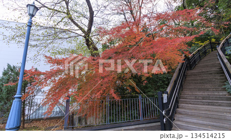 港の見える丘公んの紅葉 港の見える丘公んの紅葉 134514215