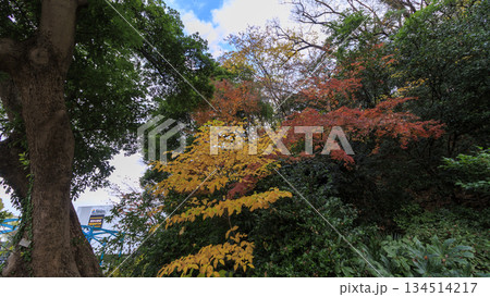 港の見える丘公んの紅葉 港の見える丘公んの紅葉 134514217