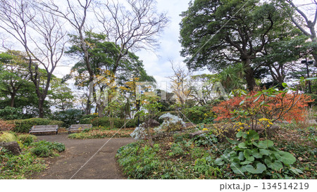 港の見える丘公んの紅葉 港の見える丘公んの紅葉 134514219