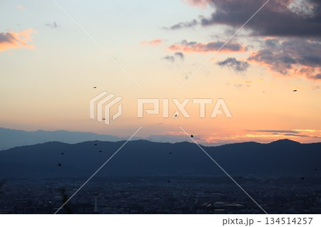 夕暮れの街と飛ぶ鳥 134514257