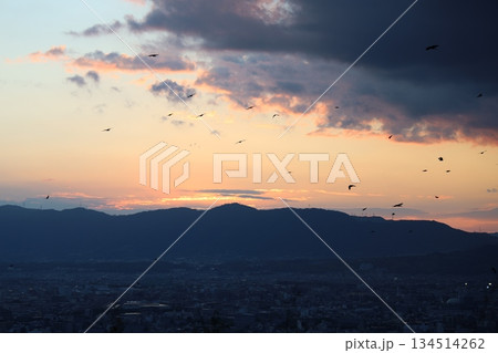 夕暮れの街と飛ぶ鳥 134514262
