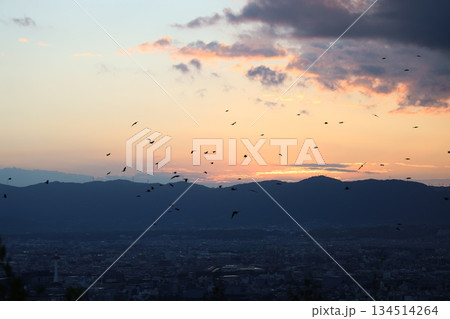 夕暮れの街と飛ぶ鳥 夕暮れの街と飛ぶ鳥 134514264