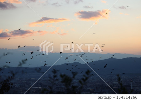 夕暮れの街と飛ぶ鳥 134514266