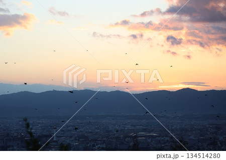夕暮れの街と飛ぶ鳥 134514280