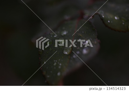 葉についた水滴 134514323