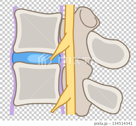 Structure of the intervertebral disc: Lumbar disc herniation Structure of the intervertebral disc: Lumbar disc herniation 134514341
