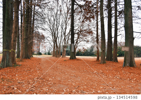 秋ヶ瀬公園の落ち葉_01 134514598